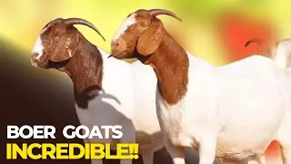 Boer Goats FARM South Africa