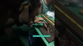 Dissection on the invasive and venomous  Lionfish⚠️