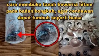 cara memperbaiki bongkah cendawan tiram yang rosak [tanah bewarna hitam]