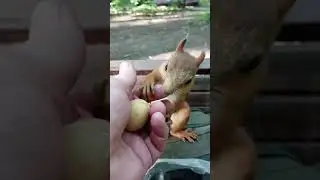 Милая белочка / Cute squirrel 