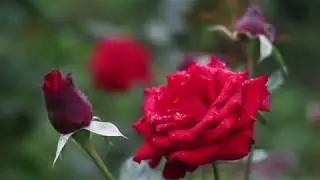 Алла Даниленко  