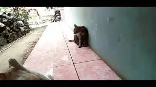 Video kucing selingkuh dengan ibu mertua