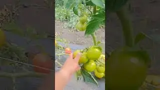 томаты в открытом грунте. часть 1