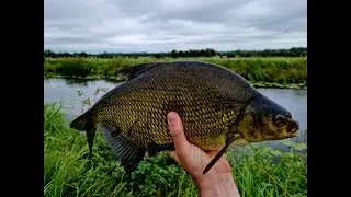 Hen pheasant nymph | making & fishing | PB bream