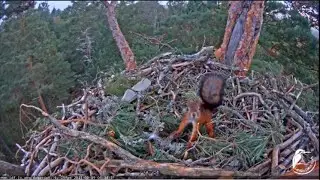 Squirrel in the nest of the sea eagle/Белочка в гнезде морского орла