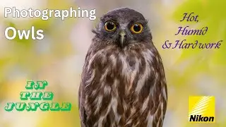 Nikon Z8 Adventure : Photographing Owls in the Japanese Jungle