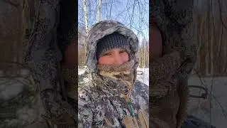 Привада на лису часть 2