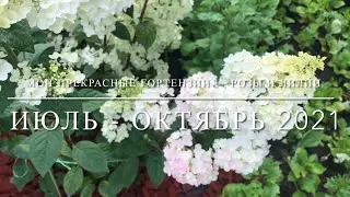 Мои прекрасные гортензии , розы и лилии
