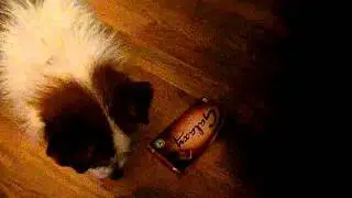 funny dog video-very protective dog!