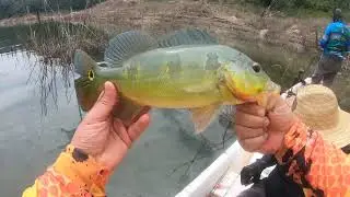 ¡Atrapamos un Tucunaré! Se Enredó en un Palo y Mi Amigo enredó Mi Línea, ¡Pero Lo Logramos!