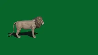 Green screen lion for use in chroma key