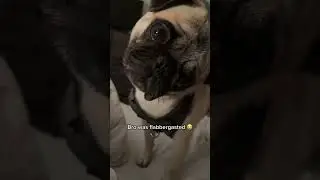 Funny video of pets reacting to farts #funny#funnyvideo#funnyshorts#funnyvideos#pets#dogs#cats