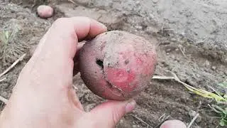 Картофелекопалка