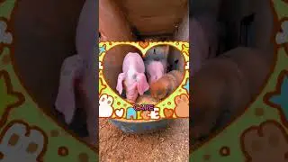 Stray Puppy's Friendship 🐶❤️