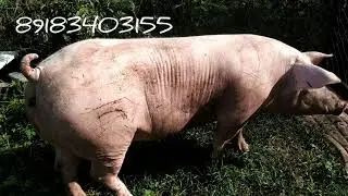 Порода свиней Терминал✅Поросята Пьетрен Терминал.