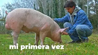 EP. 1 THE WHY - THE SLAUGHTER OF THE PIG