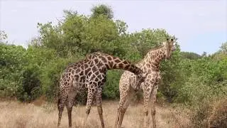 Giraffes in Chobe National Park Botswana