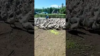 Гусиная ОПГ растет🐥💪