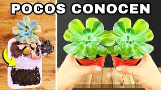 ❤️¡Esta PREPARACION de SUSTRATO para SUCULENTAS es un TESORO! y poca gente sabe este secreto