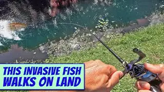 Invasive Fish Walks on Land!  Snakehead Fishing