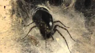 My pet