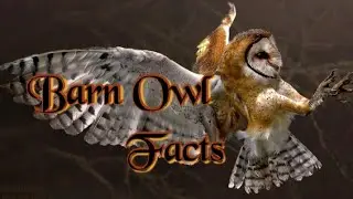 barn owl 2022 - interesting facts