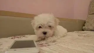 мальтийская болонка