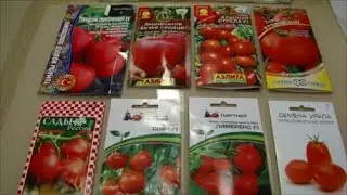 Сею Томаты для раннего урожая, Томатных деревьев и Сельдерей!