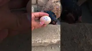 Blind hen laying egg with white male