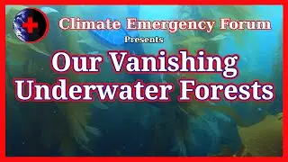 Our Vanishing Underwater Forests