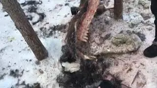 *Волки съели двух лошадей.*
