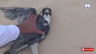 Falcon hunting and the joy of the great hunter