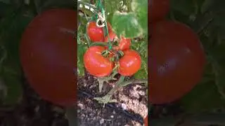 Томат " Вкус детства". #томаты