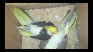 Разведение Корелл. Разведение Розелл. Охраняют потомство.