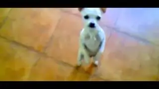 собака танцует сальсу