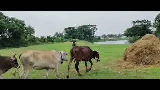 natural video, 23, cows, farm