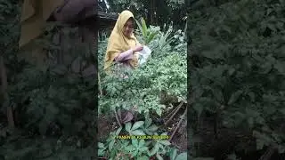 Perkebunan|| Panen di kebun Sendiri