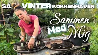 Hvad sår jeg i August i år? | Efterår-, Vinter- & Forårets Køkkenhave 2026