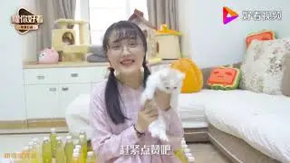 主人用100个瓶子做了个迷宫，小奶猫们能走得出来吗？ 好看视频