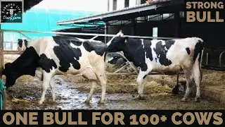 Cow and Bull meet | Farmers life