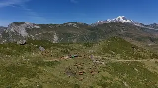 Une traite en alpages dans le beaufortain 🥛🐂