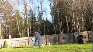 Basset Hound Tricks - Go Seahawks From Barkley The Basset!!!
