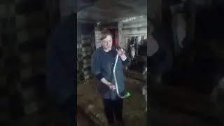 Anti-kick and nasal tongs for cattle