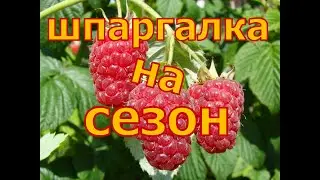 ШПАРГАЛКА по МАЛИНЕ на сезон! Уход от А до Я!