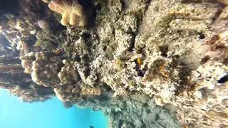 Aqaba diving #rkbbro #jordan