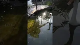 лебеди