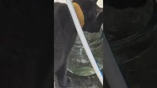 Cat Drinks from the Fish Bowl