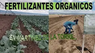 ABONOS ORGANICOS LA MEJOR ALTERNATIVA PARA SUS CULTIVOS