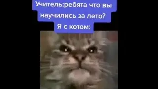 😅 КИТ ТЫ МАМУ МАВ ТИК ТОК 😹 ПРИКОЛЫ КИТ ТЫ МАМУ МАВ 😂 ПОДБОРКА МЕМОВ С КОТОМ