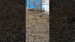 Кошачья банда в сборе 